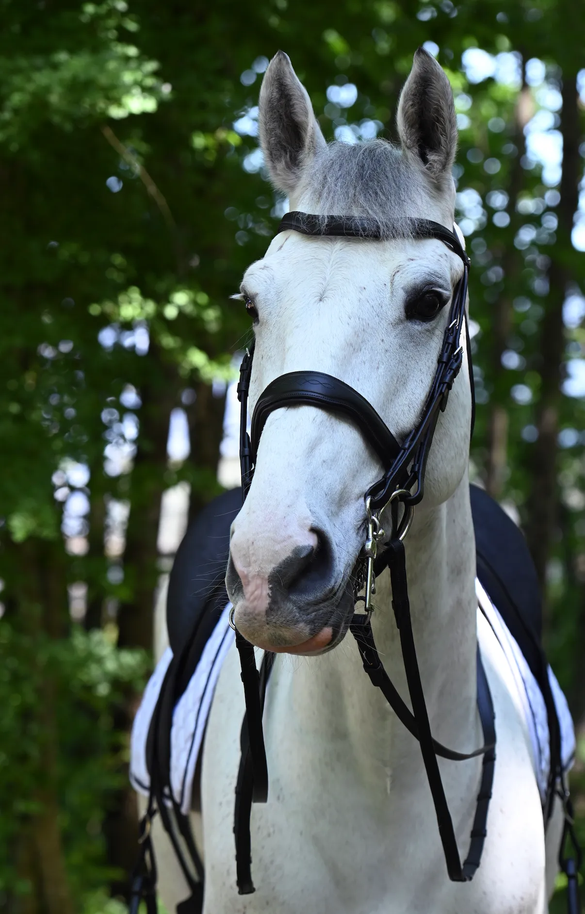Antares Signature Bridon  Dressage Bridle