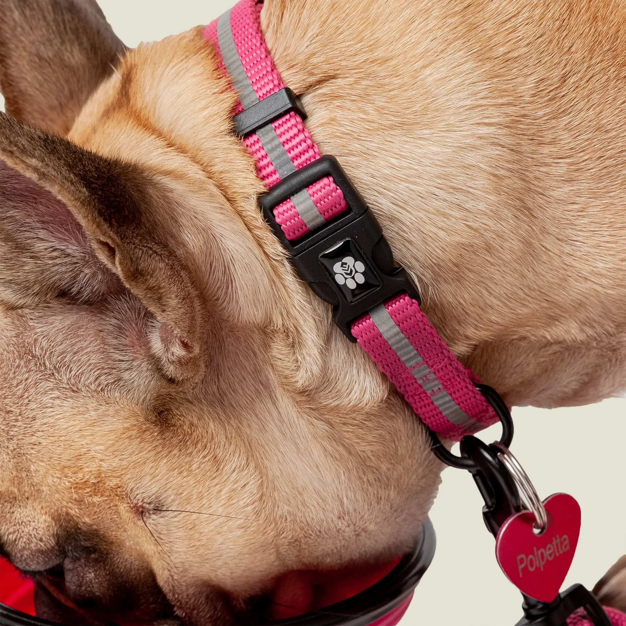 Dog Essentials Set